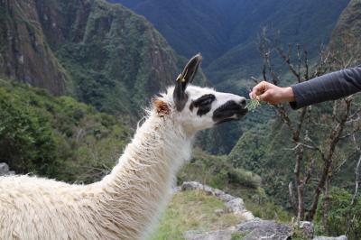 はるかなる南米へ【１】～リャマに出会うマチュピチュ編～２０１４