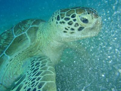 クラブパラダイスの目の前の素晴らしいハウスリーフ