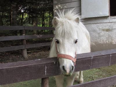 天高く馬肥ゆる秋！私が肥えちゃったの巻