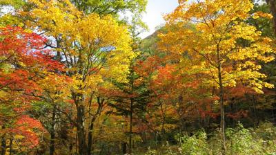大雪山国立公園の日本一早い紅葉を訪ねて