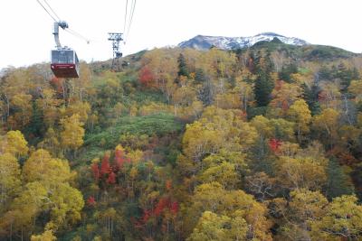 旭岳中腹の紅葉と熟した花の実を探しに（北海道）