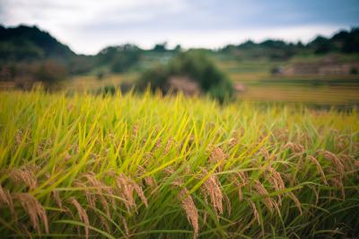 実りの秋：明日香村　奈良