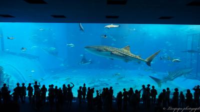 2013年夏　家族旅行　いざ沖縄へ　No.1