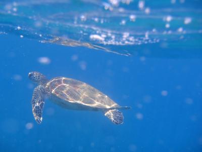 憧れのG.B.R.♪ケアンズ&ハミルトン島5