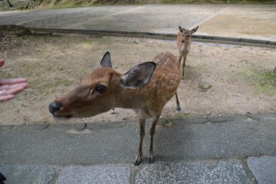 奈良　　二月堂庇の反りに秋日差し