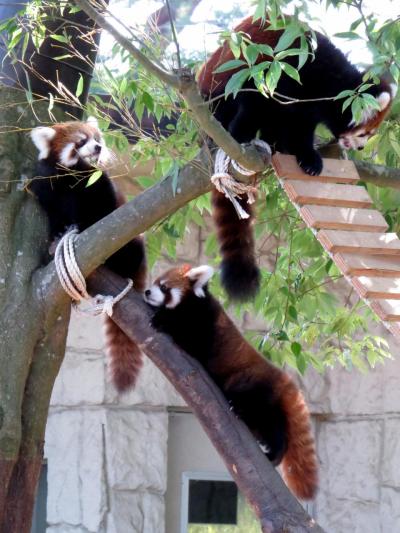 秋のレッサーパンダ紀行【２】 八木山動物公園　クルミちゃんと双子ちゃんの公開開始！！クルミちゃんのお母さんぶりに感動しました・・・が、園の創意工夫のない観客誘導にがっかりです・・・