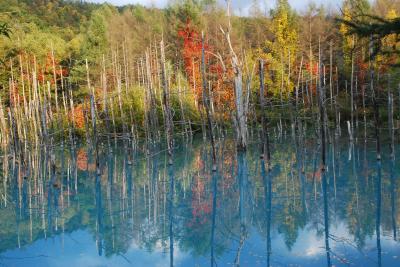 紅葉の白金温泉遊歩道と青い池を散策（北海道）