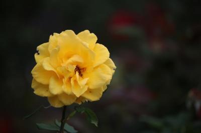 小田原フラワーガーデンに咲く秋バラと松田山ハーブ園