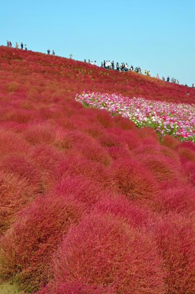 ひたち海浜公園 コキア＆コスモス / Kochia & Cosmos 2014