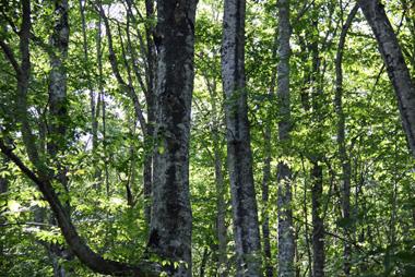 世界遺産・白神山地の旅・・0 旅いつまでも・・