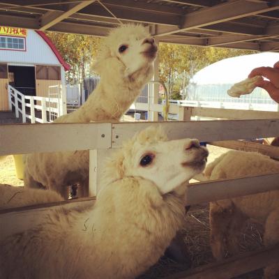 ずっと会いたかったよー！姪と甥を誘拐してミステリーツアー１day trip
