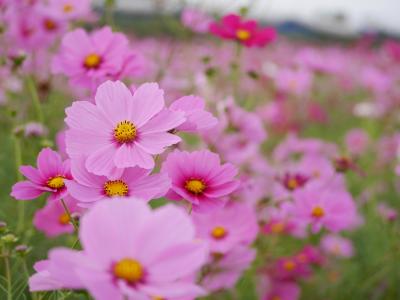 近江八幡でコスモスと美味しいもの巡り♪