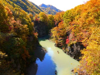 黄金色に輝く定山渓と豊平峡ダムは紅葉がとっても見頃！