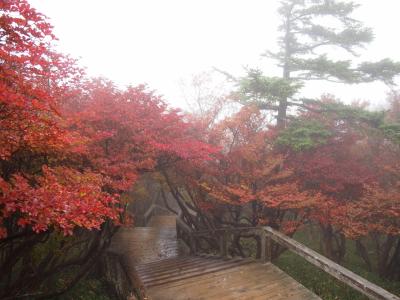 霧の大台ケ原