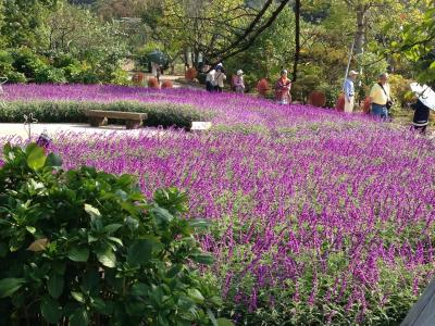 あしかがフラワーパーク