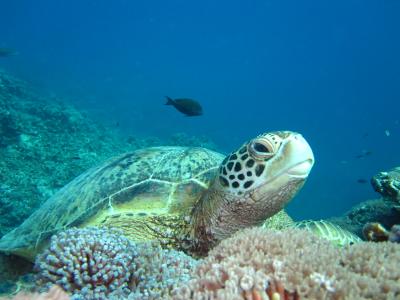 沖縄・座間味島でダイビング