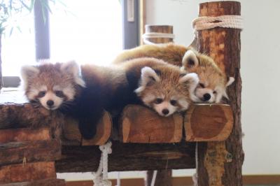 2014年度の茶臼山動物園レッサーパンダの赤ちゃん詣は偶然jilllucaさん・ピヨうさぎさくんと一緒@（２）Red Panda特集：月齢３ヶ月でもうりんごも笹も食べる元気いっぱい、よちよちなのに運動神経抜群な双子の赤ちゃんとノンちゃんママ＆寝てばかりだったタイヨウくんと食欲旺盛アンズちゃん