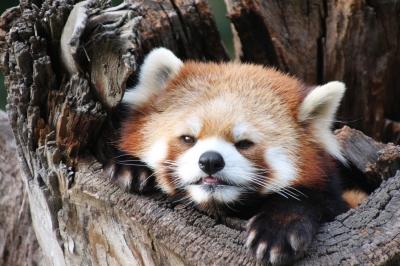 2014年度の茶臼山動物園レッサーパンダの赤ちゃん詣は偶然jilllucaさん・ピヨうさぎさくんと一緒@（３）Red Panda特集：出勤と朝ご飯の様子も見られた風鈴ちゃん・サラちゃん、干しパンダのシンゲンくん、お外でははじめましてネネちゃん、今まで見たことがないぱっちりおめめのアジサイちゃんとタイチくん、なかなか顔が拝めなかったセイナちゃん、そしてロンくん復活おめでとう！&#12316;総勢13頭の豪華な布陣のレッサーパンダたち