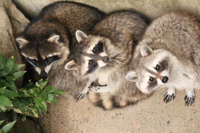 2014年度の茶臼山動物園レッサーパンダの赤ちゃん詣は偶然jilllucaさん・ピヨうさぎさくんと一緒@（４）その他の動物たち：シャワーを浴びていたアジアゾウのフー子さん、くりくりおめめの茶色と白のアライグマ、子供たちが増えたニホンザル、ふわふわ真っ白なアルパカのバールくん、ウォンバットのスミレちゃん等