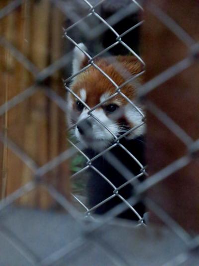 秋のレッサーパンダ紀行【５】 王子動物園　もう秋なのに・・・ミンファちゃんはまだバックヤードでした・・・展示はまだですか？