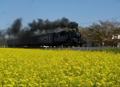 2013年　栃木県真岡市周辺の桜と真岡鉄道