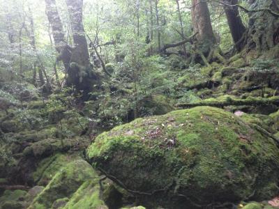 屋久島 3日目 白谷雲水峡