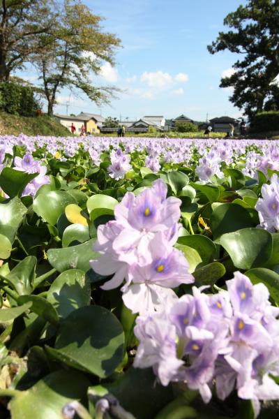 本薬師寺跡（もとやくしじあと）のホテイアオイを求めて