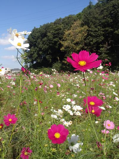 コスモス畑を目指して散歩~追分市民の森~