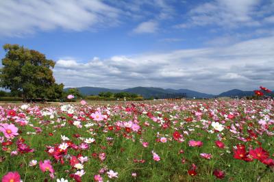 奈良の秋桜風景を見にドライブ旅行！