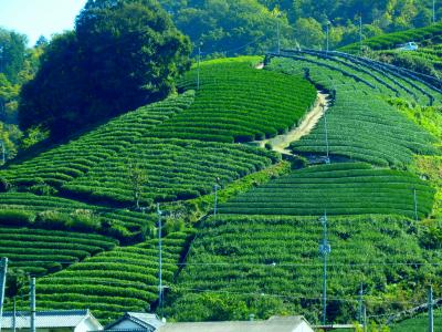 茶畑からのやさしい秋風の贈り物