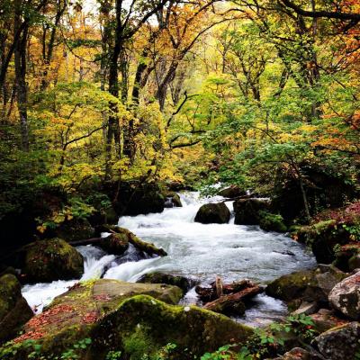 秋の東北　紅葉と食欲の旅　　　奥入瀬編