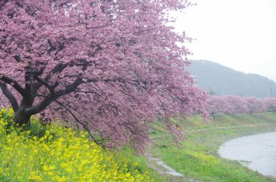 ひと足はやい南伊豆のサクラ、時々豪雨