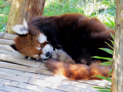 秋のレッサーパンダ紀行【６】 みさき公園　３匹のシニアパンダは気持ちよく午睡中、そして、脱走コッツーのリンちゃんはまだ展示復帰していませんでした、でも、お帰りなさい！！