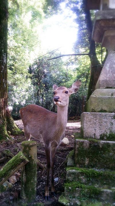 奈良をちょこっとかじってみた