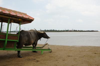 連泊がマスト!東洋のガラパゴス“西表島”へ行こう。