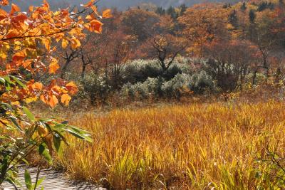 今が紅葉の盛り「土湯峠湿原」を散策（福島）