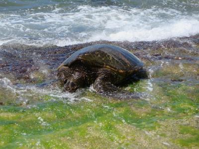 2014夏、女児3人の5人家族で行く、第2回子連れの楽園ハワイ旅行の足跡　Vol.7