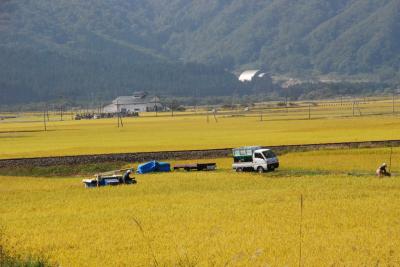 黄金色の絨毯「陸羽東線 ローカル線の旅」（宮城・山形）