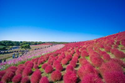 モコモコ！ひたち海浜公園のコキアの紅葉（2014年10月）