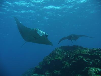 石垣島でマンタと戯れる