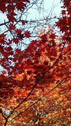 紅葉に呼ばれて　榛名山