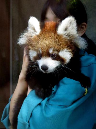 秋のレッサーパンダ紀行【９】 とくしま動物園　団子姉妹増殖中！！ あんこちゃん&きなこちゃん命名式！！