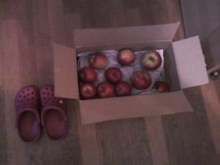 選り取りリンゴ　週末別荘ライフ＠信州野尻湖　2014　10月　10