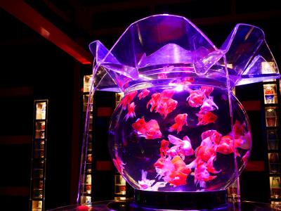 二条城のアートアクアリウムと美味しいもの巡り♪