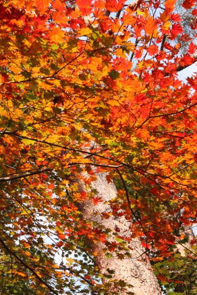 赤城山周辺散策　　赤城自然園・赤城神社　紅葉には早かったり、遅かったり…