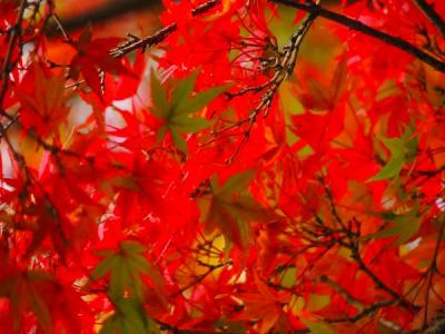 そうだ！紅葉を見に行こう！！！　靖国神社　２０１３年秋