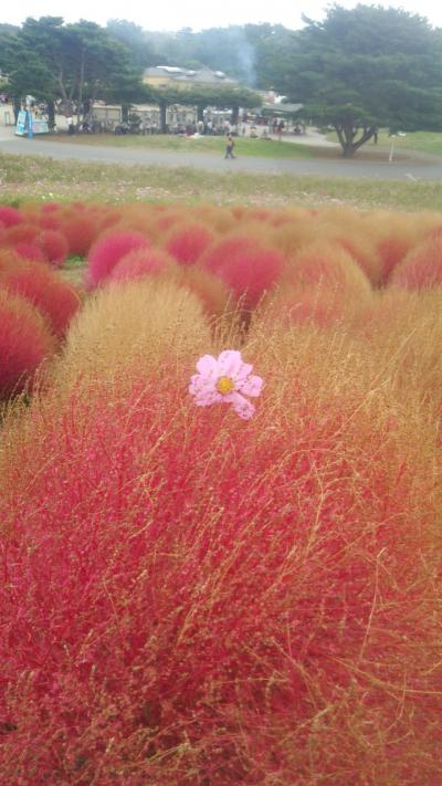 2週連続のコキア~ひたち海浜公園