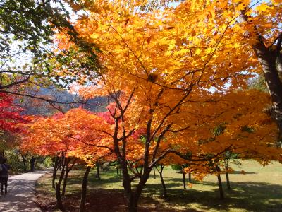 全州韓屋と内蔵山の紅葉