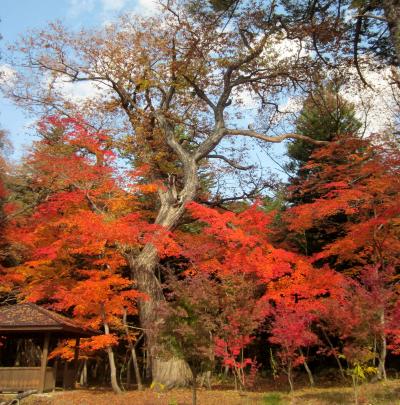 栃木県日光市湯西川温泉と三依地区の紅葉が見頃でした。その1