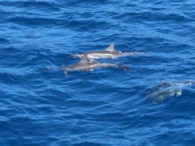 初めての海外旅行～ハワイ・オアフ島～　2日目